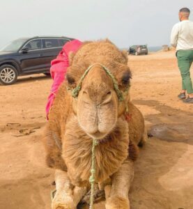 Camel on beach in Tangier